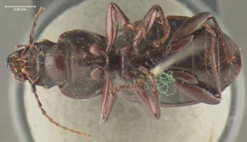 Media type: image;   Entomology 33047 Aspect: habitus ventral view